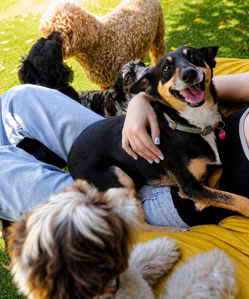 Camp Canine team with a dog