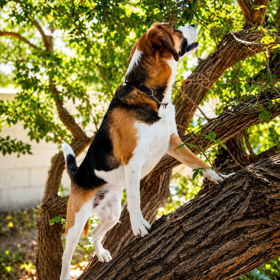 Camp Canine gallery photo 1